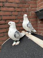 Oosterse meeuwen Hünkari, Meerdere dieren, Overige soorten