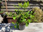 Kaffir Limoenplant (Djeruk Purut), Ophalen, Fruitplant, In pot, Minder dan 100 cm