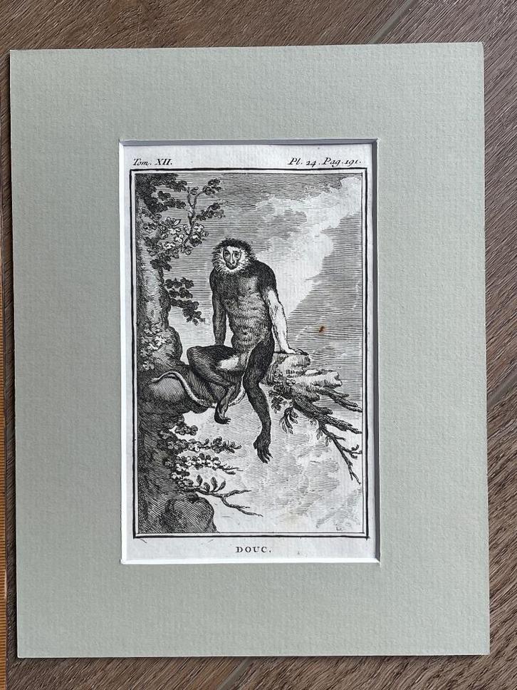 Douc / doeklangoeren - Buffon 1770 aap / apen, Antiek en Kunst, Kunst | Etsen en Gravures, Ophalen of Verzenden