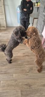 Mini Australian/multigen labradoodle pups, Dieren en Toebehoren, Honden | Chihuahua's en Gezelschapshonden, Overige rassen, 8 tot 15 weken