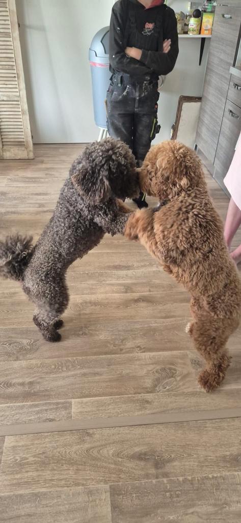 Mini Australian/multigen labradoodle pups, Dieren en Toebehoren, Honden | Chihuahua's en Gezelschapshonden, Meerdere dieren, Overige rassen