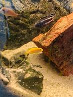 malawi cichliden labidochromis caeruleus yellow
