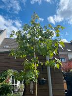 Amberboom Liquidambar Styraciflua, Bloeit niet, 100 tot 250 cm, Volle zon, In pot