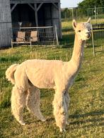 alpaca merries op vakantie laten dekken door dekhengst, Dieren en Toebehoren, Overige Dieren, Juli, Mannelijk