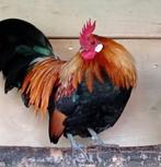 Hollands krielhaantje, Dieren en Toebehoren, Mannelijk, Kip