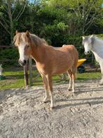 Welsh sectie a jaarling merrie, Gechipt, B pony (1.17m tot 1.27m), Merrie, 0 tot 2 jaar