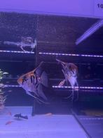 Leopard maanvis koppel, Vis, Zoetwatervis