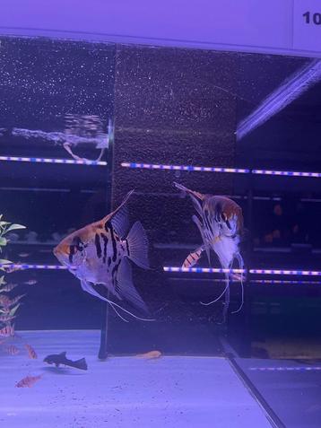 Leopard maanvis koppel beschikbaar voor biedingen