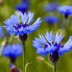 Blauwe korenbloemen zaden, Verzenden, Voorjaar, Volle zon, Zaad