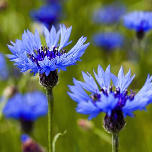 Blauwe korenbloemen zaden, Tuin en Terras, Bloembollen en Zaden, Zaad, Voorjaar, Volle zon, Verzenden
