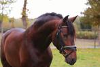Super gave barokke pre-andalusier hengst, Dieren en Toebehoren, Paarden, Dressuurpaard, Hengst, 3 tot 6 jaar, 165 tot 170 cm
