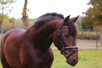 Super gave barokke pre-andalusier hengst beschikbaar voor biedingen