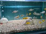 Labidochromis Caeruleus Yellow Malawi Cichliden, Vis, Zoetwatervis