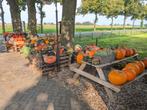 Diverse soorten pompoenen en kalebassen, Ophalen, Nieuw