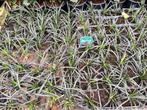 ophiopogon niger, zwart gras in 9, 15 en 23 cm pot, Ophalen, Zomer, Volle zon