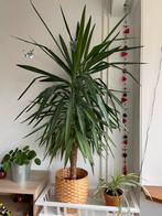 Yucca Kamerplant 130 cm - Goede Staat!, Huis en Inrichting, Kamerplanten, Ophalen, 100 tot 150 cm, Halfschaduw, In pot