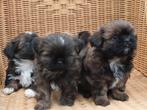 BOOMER PUPS  MALTEZER  X  SHIH TZU., Dieren en Toebehoren, Honden | Chihuahua's en Gezelschapshonden, Maltezer, Nederland, 8 tot 15 weken