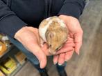 Pensioen goudhamster vrouwtje, Dieren en Toebehoren, Knaagdieren, Vrouwelijk, Hamster, Voor 1 juli 2024, Tam