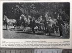 Woerden, keuring paarden op concours hippique in 1926, Verzamelen, Foto's en Prenten, Verzenden