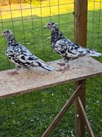 Stipper postduiven, Dieren en Toebehoren, Meerdere dieren, Postduif