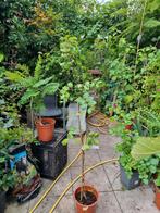 johannesbrood  ceratonia Siliqua, Tuin en Terras, Planten | Bomen, Bloeit niet, Minder dan 100 cm, Volle zon, In pot