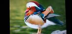 siereenden / eenden Belgie, Dieren en Toebehoren, Pluimvee, Meerdere dieren, Eend