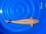 8 leuke japanse koi alles samen mooie prijs, Dieren en Toebehoren, Vissen | Vijvervissen, Karper of Koi