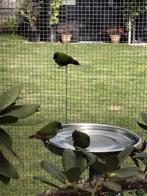 1-1 drie kleur papagaai amadines, Meerdere dieren