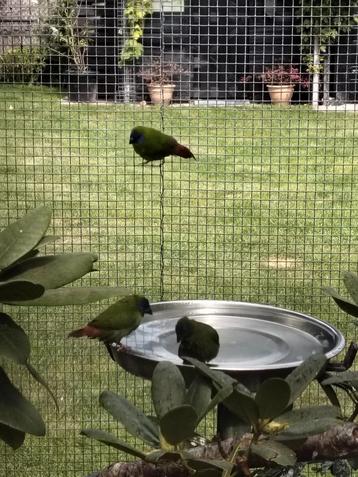 1-1 drie kleur papagaai amadines  beschikbaar voor biedingen