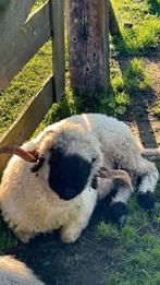 Walliser Schwarznase (stamboek) ter overname per jan25, Mannelijk, Schaap, 0 tot 2 jaar