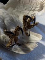 Taxidermist op zoek naar overleden dieren., Dieren en Toebehoren, Meerdere dieren, Na 1 juli 2024