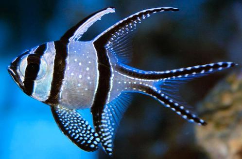 Ptarapogon Kauderni / Juweel Kardinaalbaars, Dieren en Toebehoren, Vissen | Aquariumvissen, Zoutwatervis, Vis, Schoolvis