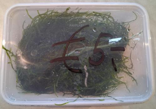 Groot portie Javamos € 5,-!!!, Dieren en Toebehoren, Vissen | Aquaria en Toebehoren, Nieuw, Plant(en), Steen of Hout, Ophalen