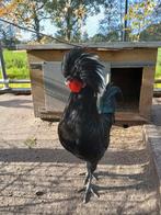 Hollandse kuifhoen haan raszuiver, Dieren en Toebehoren, Pluimvee, Mannelijk, Kip
