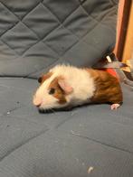 Jonge Cavia’s Te koop Beertjes!, Dieren en Toebehoren, September, Meerdere dieren, Cavia