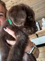 Laatst beschikbare zeer unieke labradoodle reu, Reu, CDV (hondenziekte), 8 tot 15 weken, Eén hond