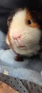 Gratis 2 mannetjes cavia's, Dieren en Toebehoren, Mei, Mannelijk, Cavia