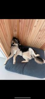 Mix husky / kooiker / friese stabij teefje van 4 jaar, Dieren en Toebehoren, Teef, Eén hond, Nederland, Particulier