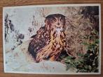 Dieren - Vogel - Oehoe, Ophalen of Verzenden, Ongelopen, Vogel
