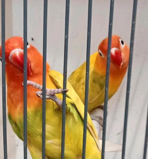 Prachtig koppel agapornis fisheri opaline pastelino, Dieren en Toebehoren, Vogels | Parkieten en Papegaaien, Dwergpapegaai of Agapornis