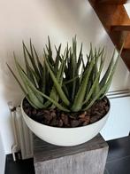 5 st. Aloe Vera kunstplanten, Ophalen, Zo goed als nieuw, Binnen