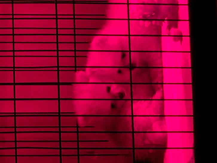 Mooie pomeriaan pups, nog 1x witte reu/ 1x bruin/grijs reu, Dieren en Toebehoren, Honden | Chihuahua's en Gezelschapshonden, Meerdere dieren