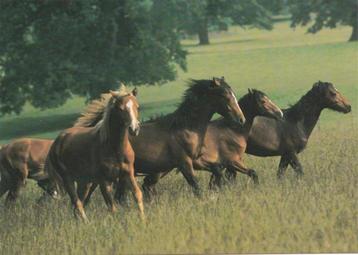 Van Nelle koffie en thee. 4 Kaarten met paarden en poezen.