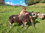 Overjarige Bonte Dekram, Dieren en Toebehoren, Schapen, Geiten en Varkens, Mannelijk, Schaap