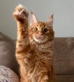 Energieke Mac zoekt een nieuw huisje!, Kater, Met stamboom, 0 tot 2 jaar