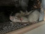 Rat (1-2 mannetjes) GEZOCHT, Dieren en Toebehoren, Knaagdieren, Rat, Mannelijk, December, Tam