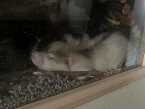 Rat (1-2 mannetjes) GEZOCHT, Dieren en Toebehoren, Knaagdieren, Mannelijk, Rat, December, Tam