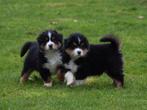 Prachtige (MAS) miniature american shepherd pups, Dieren en Toebehoren, Honden | Niet-rashonden, Parvo, 8 tot 15 weken, Meerdere