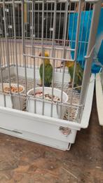 Tamme baby Zonparkieten, Dieren en Toebehoren, Vogels | Parkieten en Papegaaien, Geslacht onbekend, Parkiet, Geringd