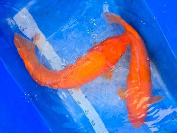 Beni karashigoi 42 en 51 cm nisai beschikbaar voor biedingen